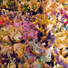 Top 5 Flowers to Gift Your Wife or Girlfriend